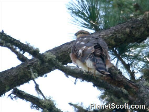 Eurasian Sparrowhawk (Accipiter nisus)