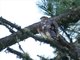 Eurasian Sparrowhawk (Accipiter nisus)