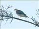 Eurasian Sparrowhawk (Accipiter nisus) 