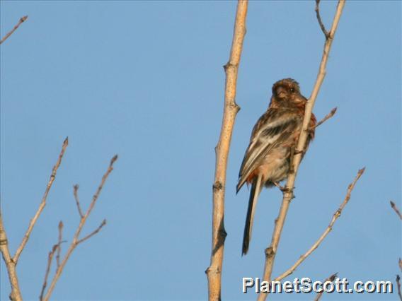 Long-tailed Rosefinch (Carpodacus sibiricus)