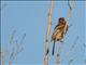 Long-tailed Rosefinch (Carpodacus sibiricus) 