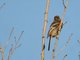 Long-tailed Rosefinch (Carpodacus sibiricus)