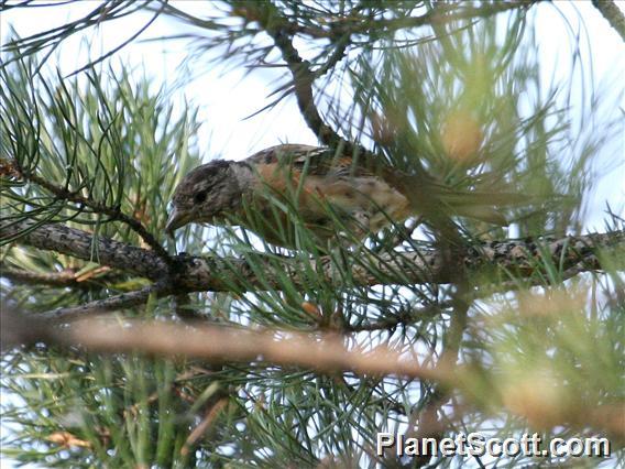 Brambling (Fringilla montifringilla)