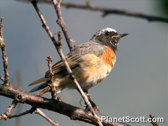 Common Redstart (Phoenicurus phoenicurus)