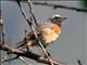 Common Redstart (Phoenicurus phoenicurus) Male