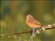 Common Redstart (Phoenicurus phoenicurus) Female