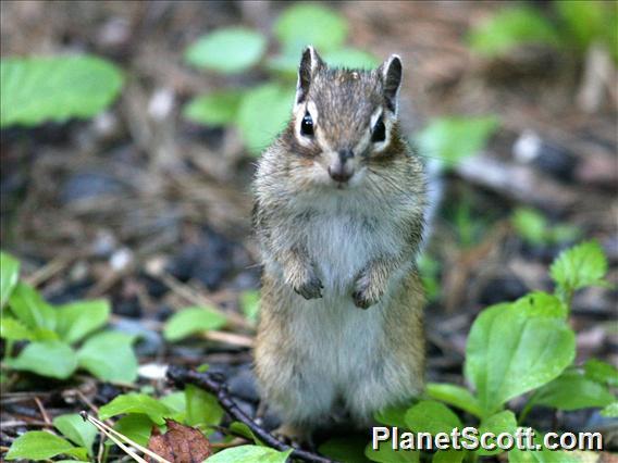 Siberian Chipmunk (Eutamias sibericus)