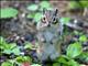 Siberian Chipmunk (Tamias Sibericus) 