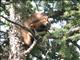 Eurasian Red Squirrel (Sciurus vulgaris) 