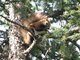 Eurasian Red Squirrel (Sciurus vulgaris)