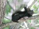 Eurasian Red Squirrel (Sciurus vulgaris)