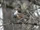 Orange-flanked Bush-Robin (Tarsiger cyanurus) 