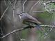 Orange-flanked Bush-Robin (Tarsiger cyanurus) 