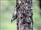 Wood Nuthatch (Sitta europaea) 