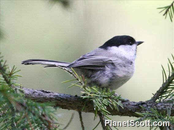 Willow Tit (Poecile montanus)