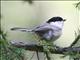 Willow Tit (Parus montanus) 