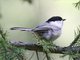 Willow Tit (Parus montanus)