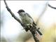 Marsh Tit (Parus palustris) 