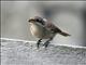 Brown Shrike (Lanius cristatus) 