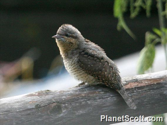 Eurasian Wryneck (Jynx torquilla)