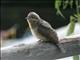 Eurasian Wryneck (Jynx torquilla) 