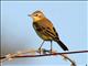 Yellow Wagtail (Motacilla flava) Male, Siberia