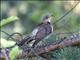 Fieldfare (Turdus pilaris) 