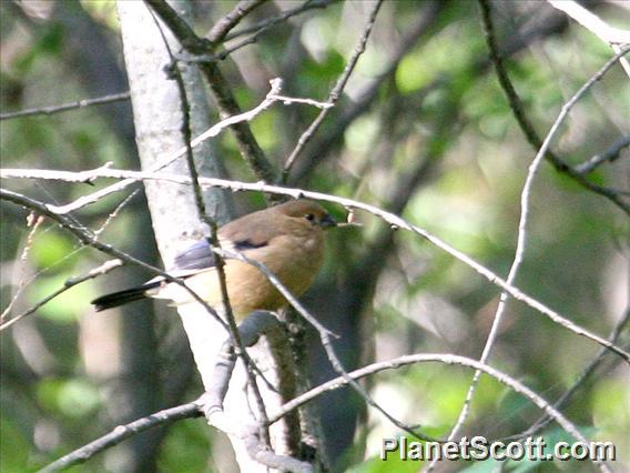 Eurasian Bullfinch (Pyrrhula pyrrhula)