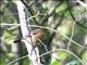 Eurasian Bullfinch (Pyrrhula pyrrhula) Juvenile