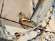 Chaffinch (Fringilla coelebs)