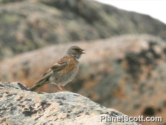 Himalayan Accentor (Prunella himalayana)