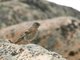 Rufous-streaked Accentor (Prunella himalayana)