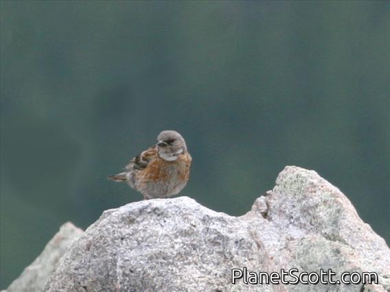 Altai Accentor (Prunella himalayana)