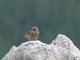 Altai Accentor (Prunella himalayana)