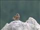 Rufous-streaked Accentor (Prunella himalayana) 