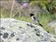 Siberian Stonechat (Saxicola maurus) Male Siberian ssp