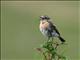 Siberian Stonechat (Saxicola maurus) 