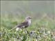 Water Pipit (Anthus spinoletta) 