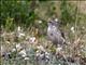 Water Pipit (Anthus spinoletta) 