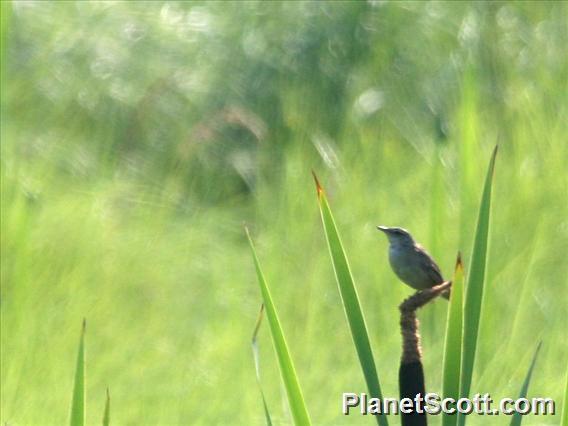 Pallas's Grasshopper-Warbler (Helopsaltes certhiola)