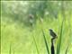 Pallas Grasshopper Warbler (Locustella certhiola) 