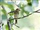 Olive-backed Pipit (Anthus hodgsoni) 