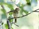 Olive-backed Pipit (Anthus hodgsoni)