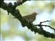 Olive-backed Pipit (Anthus hodgsoni) 