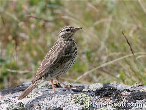 Tree Pipit (Anthus trivialis)