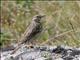 Tree Pipit (Anthus trivialis) 