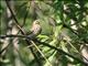 Tree Pipit (Anthus trivialis) 