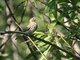 Tree Pipit (Anthus trivialis)