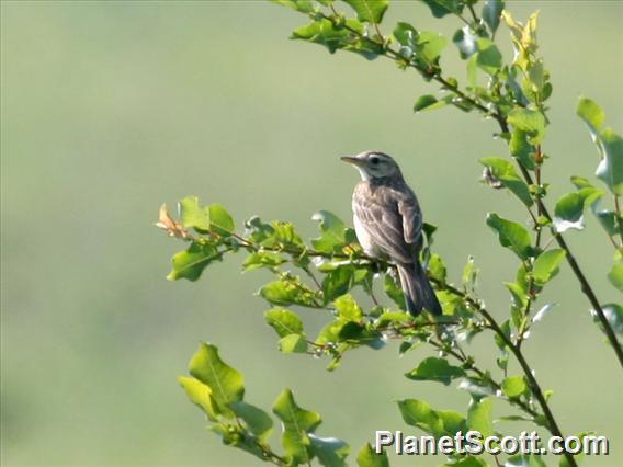 Richard's Pipit (Anthus richardi)