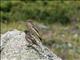 Siberian Stonechat (Saxicola maurus) Juveniles